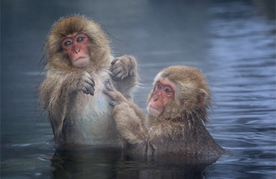 毛繕い中の猿のカップル
